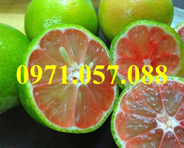 GIỐNG CÂY CHANH ĐÀO